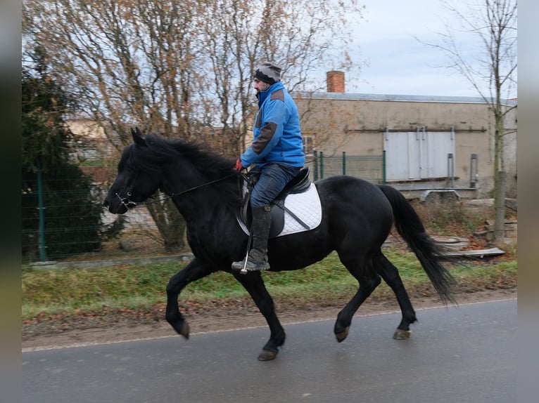 Friesian horses Mix Gelding 8 years 14,3 hh Black in Buttst&#xE4;dt