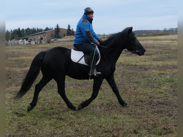 Friesian horses Mix Gelding 8 years 14,3 hh Black in Buttst&#xE4;dt