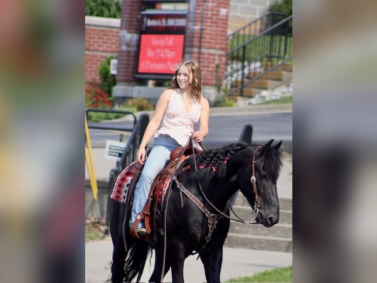 Friesian horses Mix Gelding 8 years 14,3 hh Black in Borden