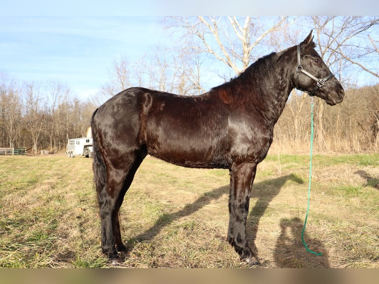Friesian horses Gelding 8 years 15,1 hh Black in Flemingsburg KY