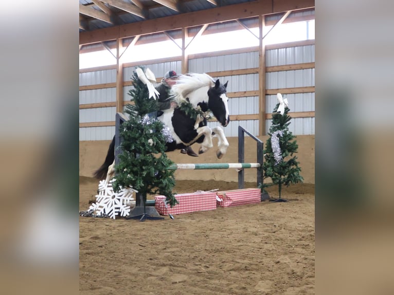 Friesian horses Mix Gelding 8 years 15.1 hh Pinto in Howell