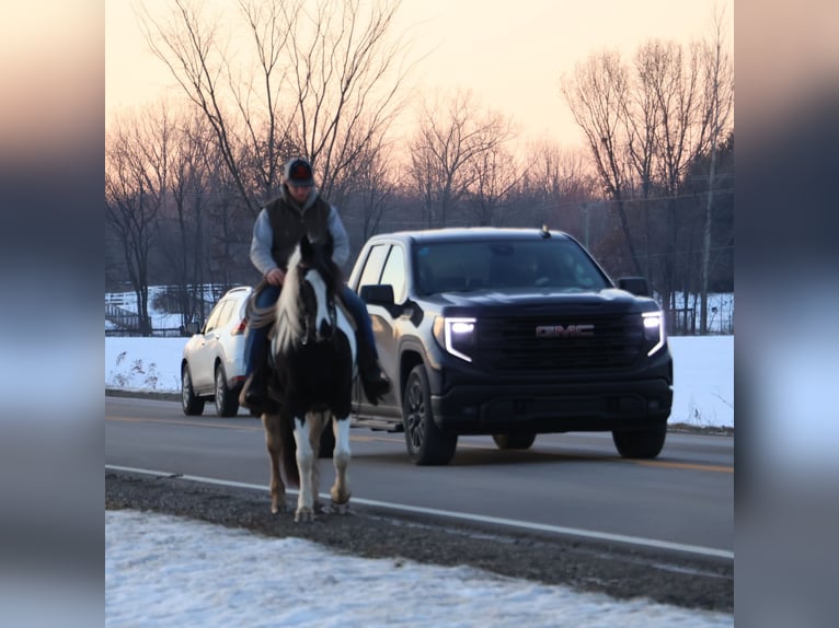 Friesian horses Mix Gelding 8 years 15.1 hh Pinto in Howell