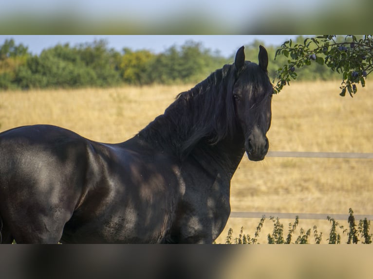 Friesian horses Gelding 8 years 15.2 hh Black in Berschweiler bei Kirn