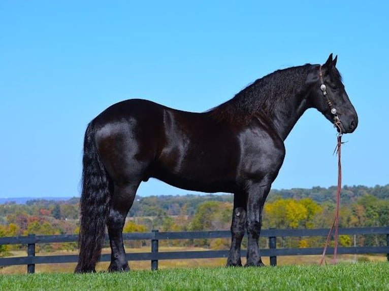 Friesian horses Gelding 8 years 15,2 hh Black in Fredericksburg OH