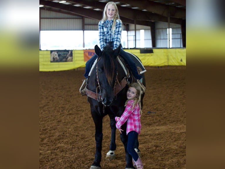 Friesian horses Mix Gelding 8 years 15,2 hh Black in Weatherford