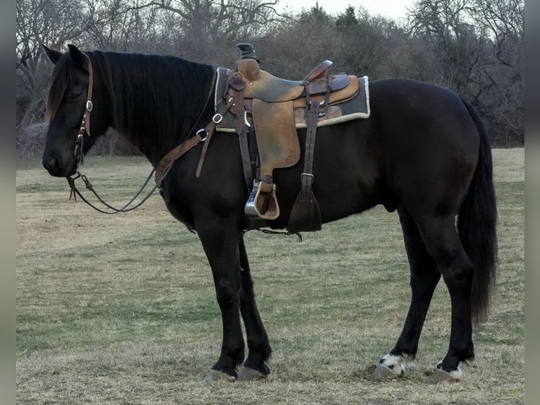 Friesian horses Mix Gelding 8 years 15,2 hh Black in Weatherford