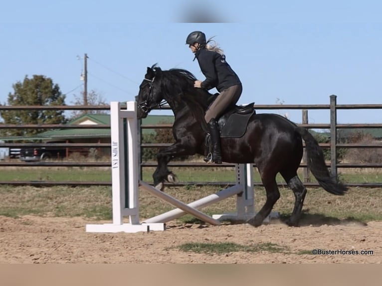 Friesian horses Gelding 8 years 15,2 hh Black in Weatherford TX
