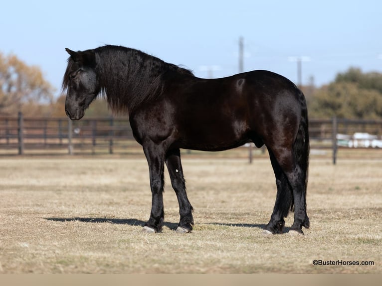 Friesian horses Gelding 8 years 15,2 hh Black in Weatherford TX