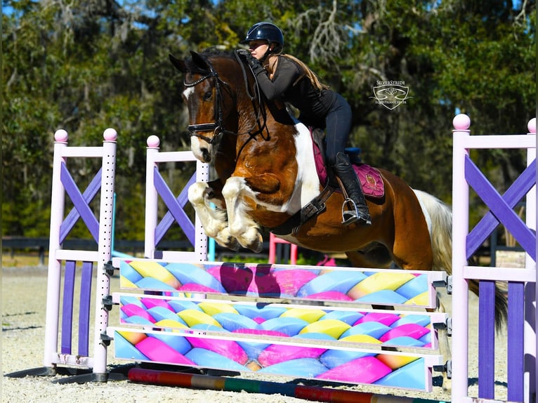Friesian horses Mix Gelding 8 years 15.2 hh Pinto in Ocala