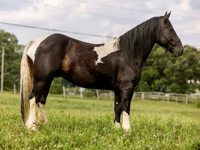 Friesian horses Gelding 8 years 15.2 hh Tobiano-all-colors in Wallingford KY