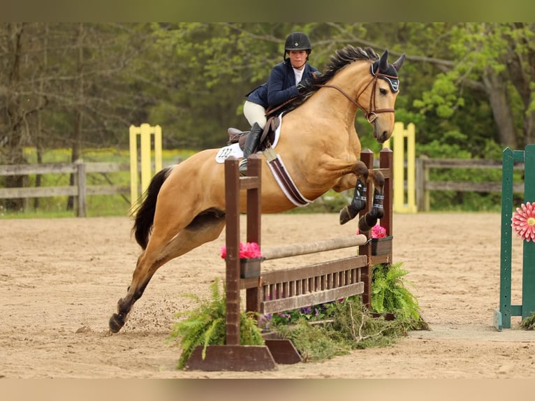 Friesian horses Gelding 8 years 15,3 hh Buckskin in gOSHEN oh