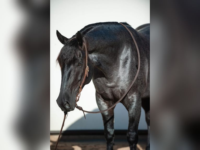 Friesian horses Mix Gelding 8 years 15,3 hh Roan-Blue in Murrieta, CA