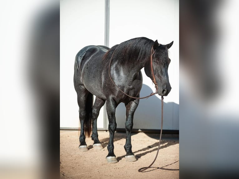 Friesian horses Mix Gelding 8 years 15,3 hh Roan-Blue in Murrieta, CA