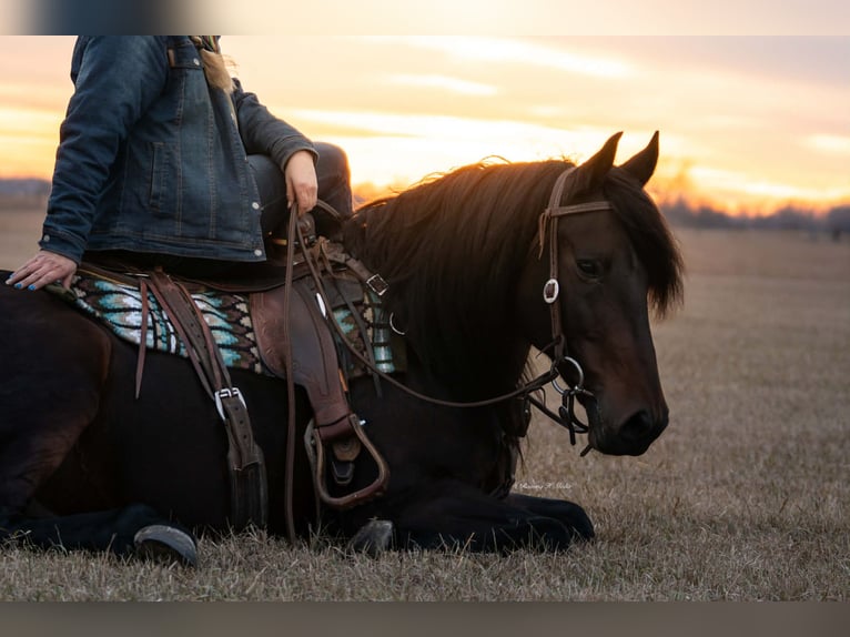 Friesian horses Mix Gelding 8 years 15 hh Bay-Dark in Grand Island
