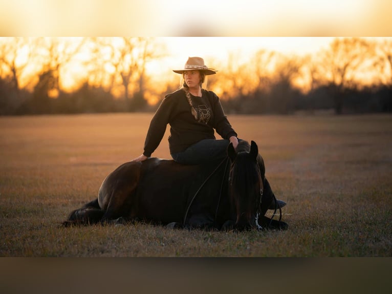 Friesian horses Mix Gelding 8 years 15 hh Bay-Dark in Grand Island