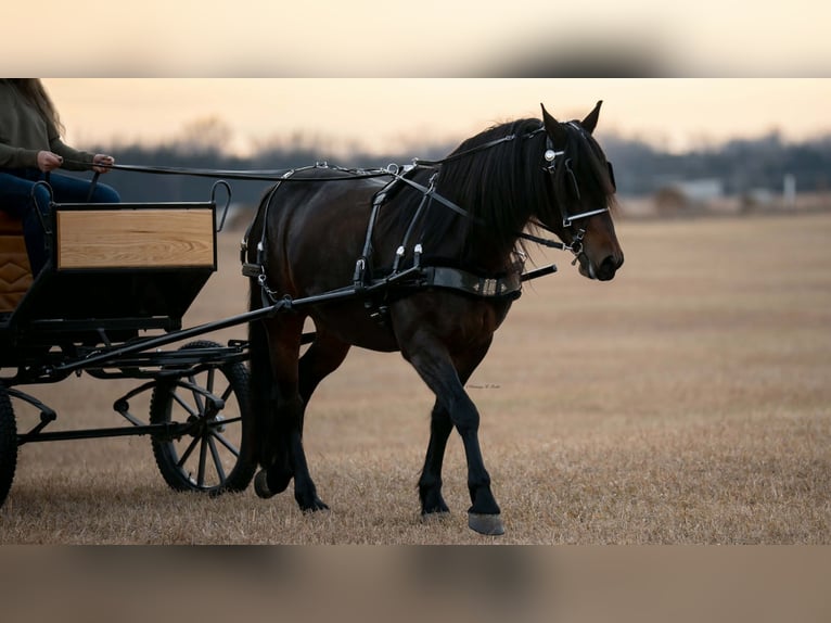 Friesian horses Mix Gelding 8 years 15 hh Bay-Dark in Grand Island