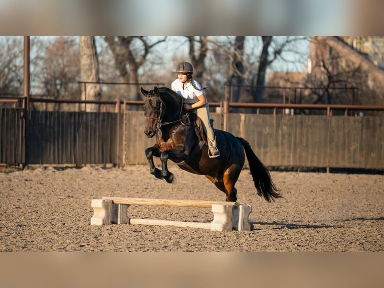 Friesian horses Mix Gelding 8 years 15 hh Bay-Dark in Grand Island