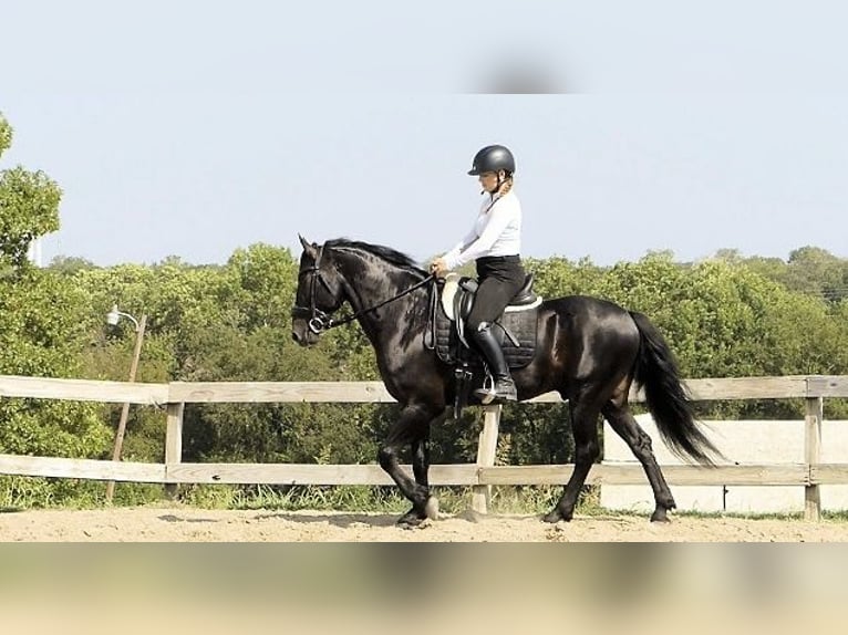 Friesian horses Gelding 8 years 15 hh Black in Barrio De Archilla