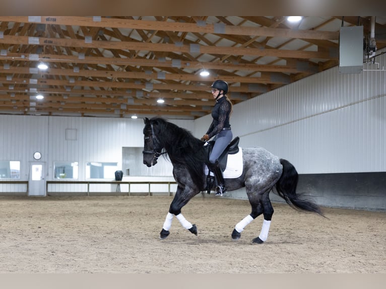 Friesian horses Mix Gelding 8 years 15 hh Roan-Blue in Michigan City