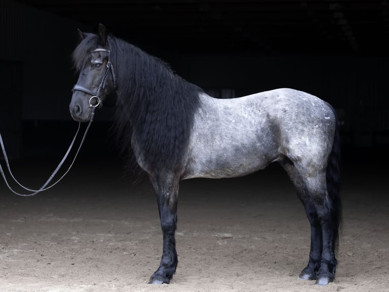 Friesian horses Mix Gelding 8 years 15 hh Roan-Blue in Michigan City