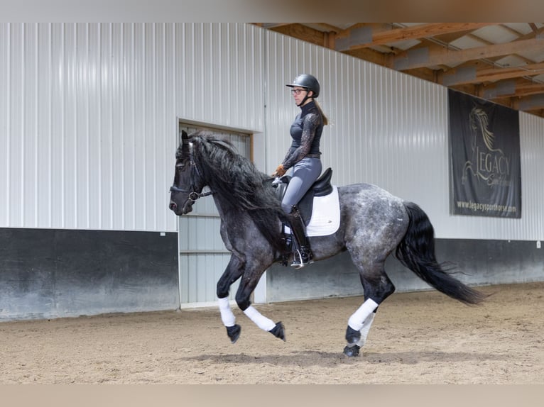 Friesian horses Mix Gelding 8 years 15 hh Roan-Blue in Michigan City