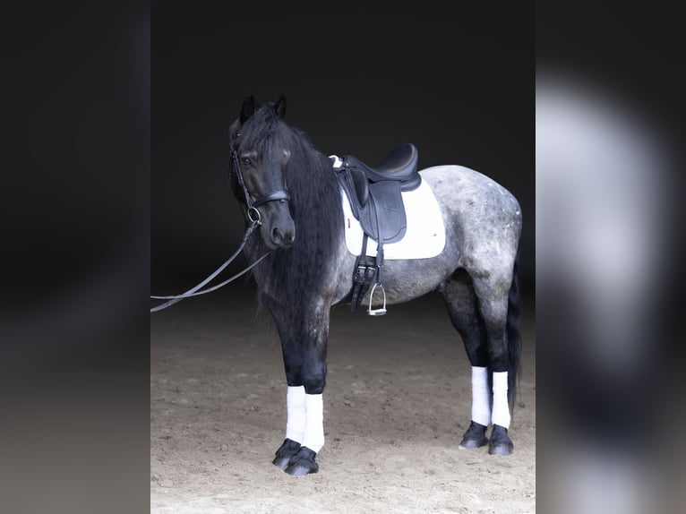 Friesian horses Mix Gelding 8 years 15 hh Roan-Blue in Michigan City