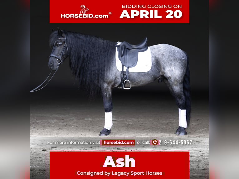 Friesian horses Mix Gelding 8 years 15 hh Roan-Blue in Michigan City