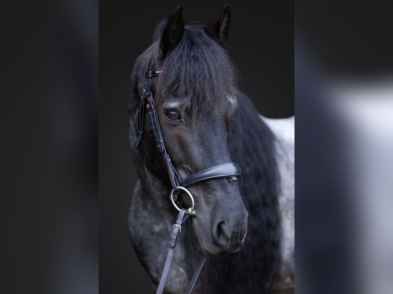 Friesian horses Mix Gelding 8 years 15 hh Roan-Blue in Michigan City