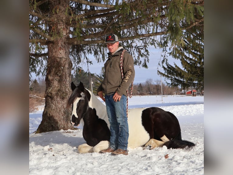 Friesian horses Mix Gelding 8 years 15,1 hh Pinto in Howell
