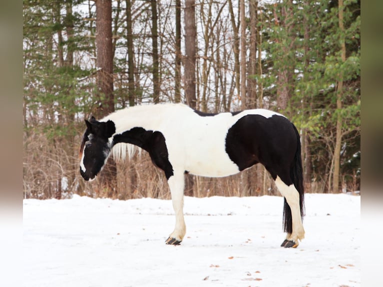 Friesian horses Mix Gelding 8 years 15,1 hh Pinto in Howell