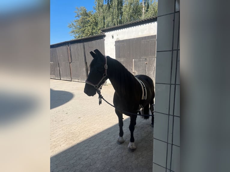 Friesian horses Mix Gelding 8 years 15,2 hh Black in Lorch