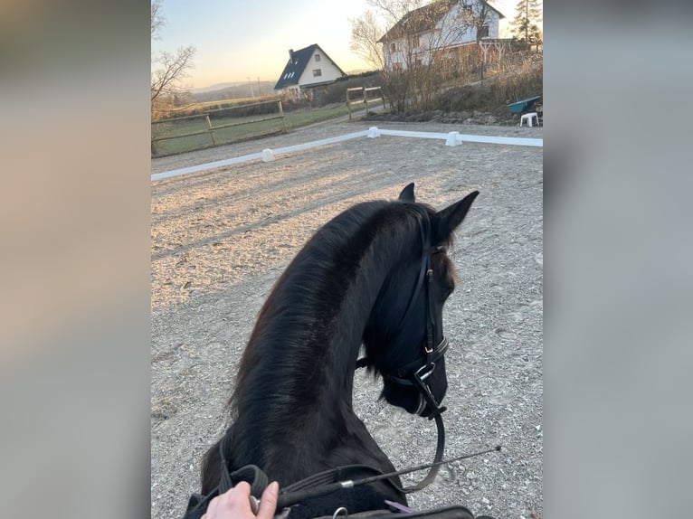 Friesian horses Mix Gelding 8 years 15,2 hh Black in Lorch