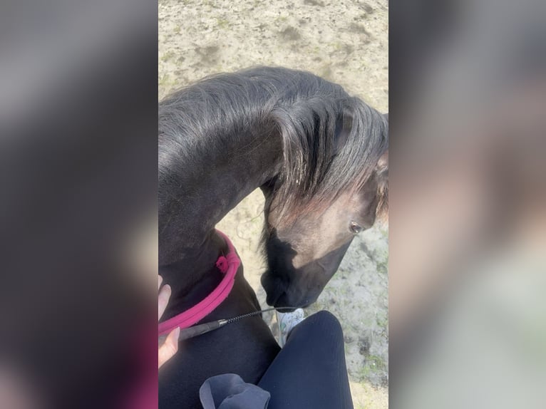 Friesian horses Mix Gelding 8 years 15,2 hh Black in Lorch