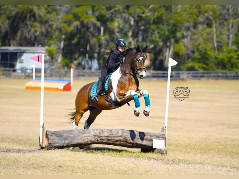 Friesian horses Mix Gelding 8 years 15,2 hh Pinto in Ocala