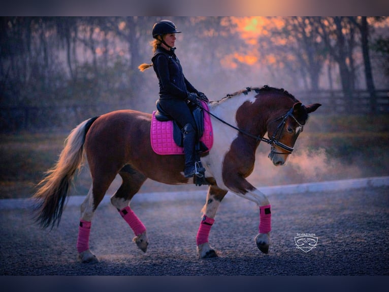 Friesian horses Mix Gelding 8 years 15,2 hh Pinto in Ocala