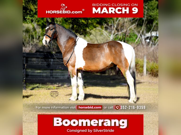 Friesian horses Mix Gelding 8 years 15,2 hh Pinto in Ocala