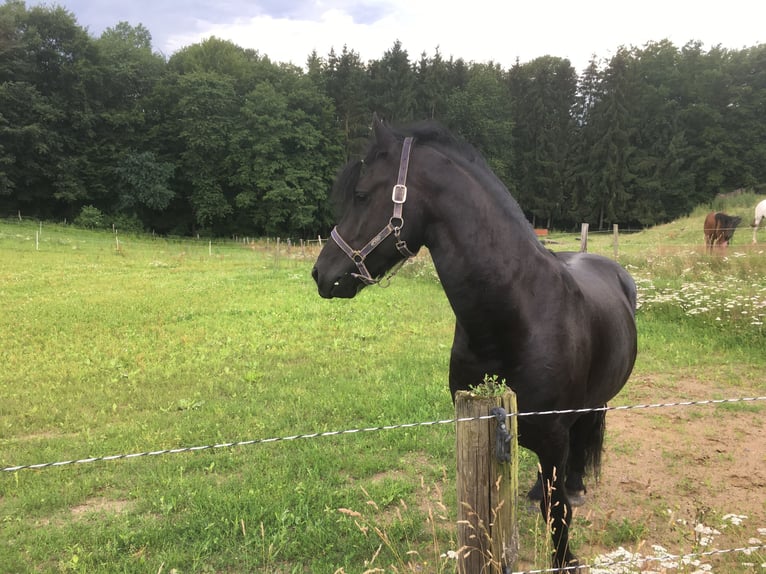 Friesian horses Gelding 8 years 15,3 hh Black in Asbach