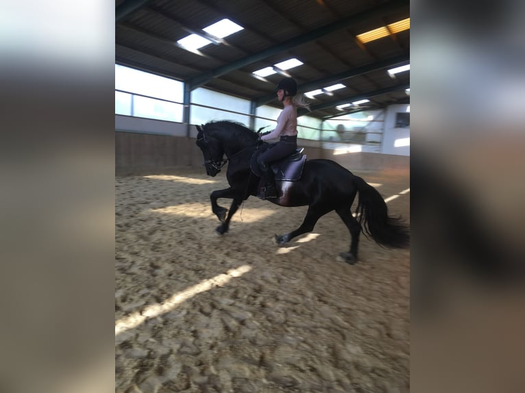Friesian horses Gelding 8 years 15,3 hh Black in Asbach