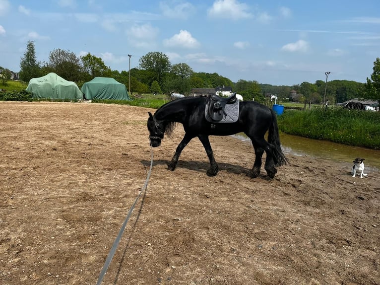 Friesian horses Gelding 8 years 15,3 hh Black in Asbach