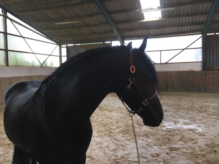 Friesian horses Gelding 8 years 15,3 hh Black in Asbach