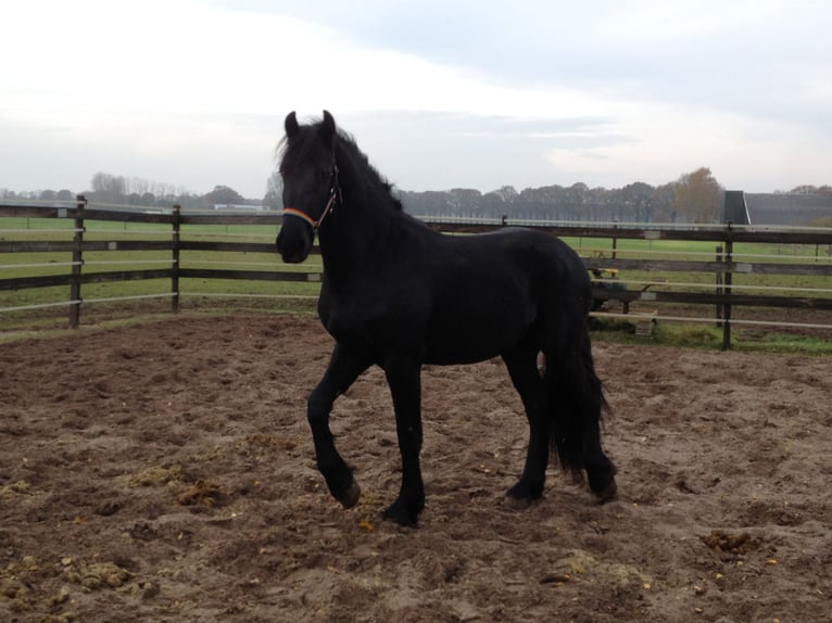 Friesian horses Gelding 8 years 15,3 hh Black in Asbach