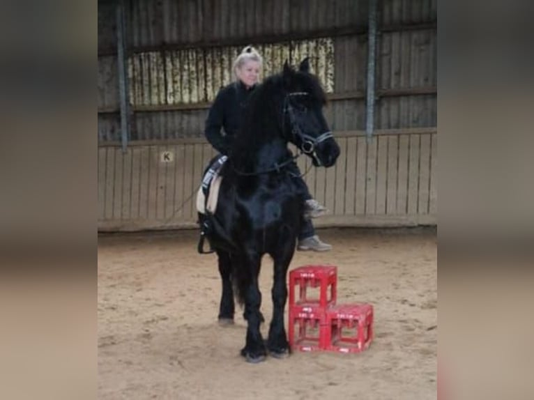 Friesian horses Gelding 8 years 15,3 hh Black in Asbach