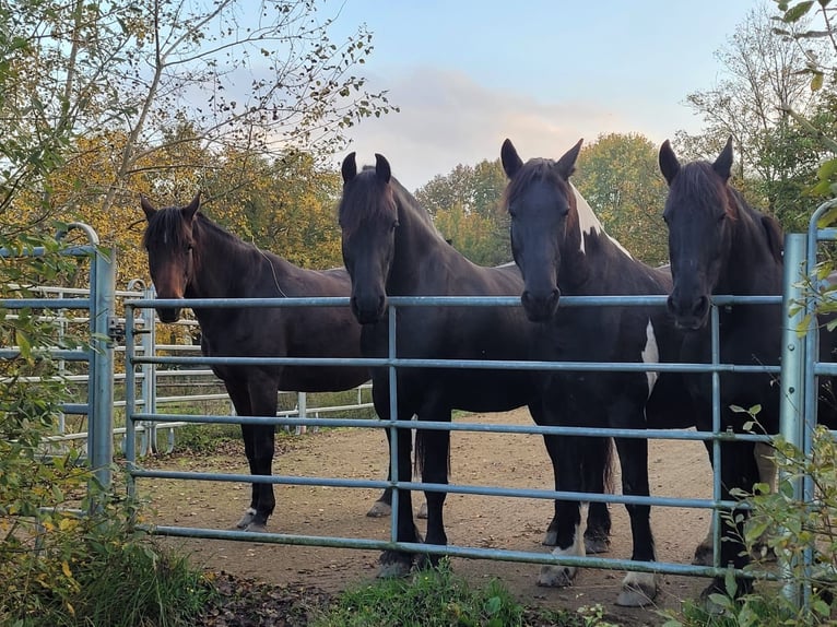 Friesian horses Gelding 8 years 15,3 hh Black in Asbach
