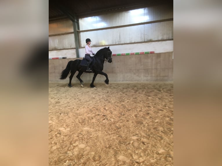 Friesian horses Gelding 8 years 15,3 hh Black in Asbach