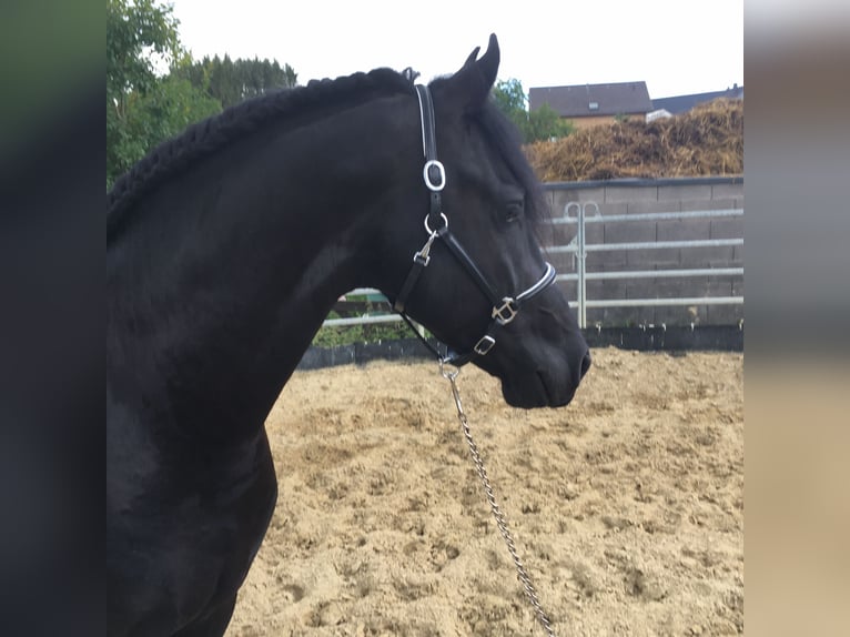 Friesian horses Gelding 8 years 15,3 hh Black in Asbach