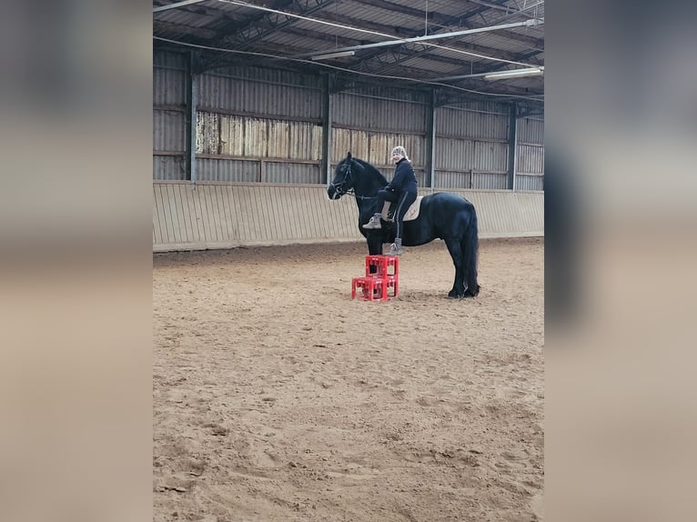 Friesian horses Gelding 8 years 15,3 hh Black in Asbach