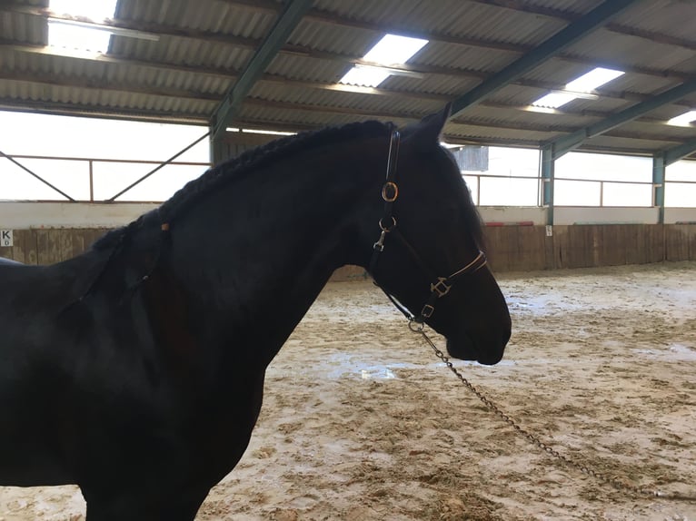 Friesian horses Gelding 8 years 15,3 hh Black in Asbach