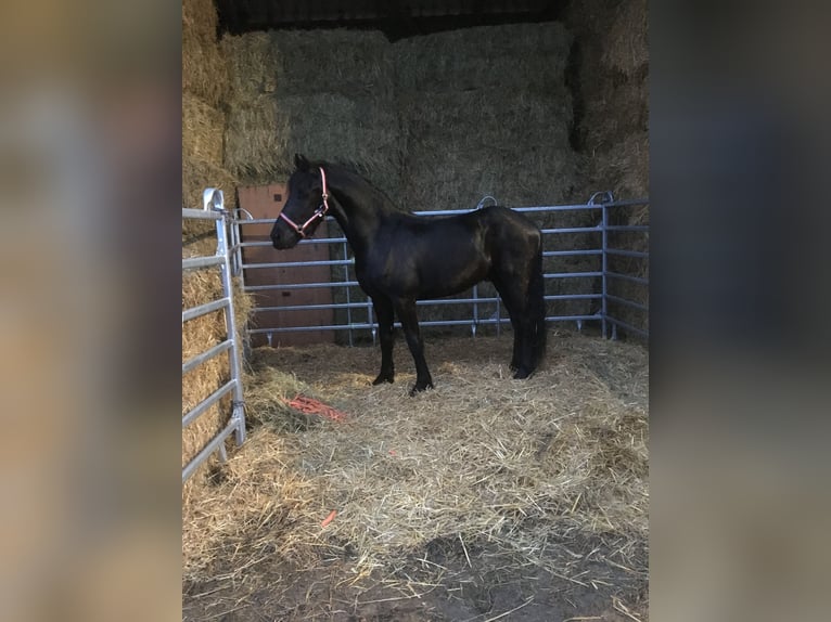 Friesian horses Gelding 8 years 15,3 hh Black in Asbach