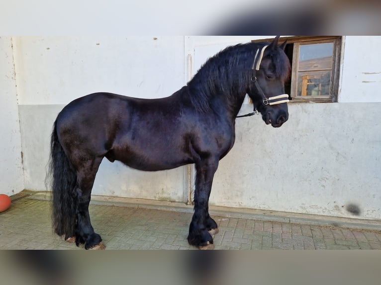 Friesian horses Gelding 8 years 15,3 hh Black in Asbach