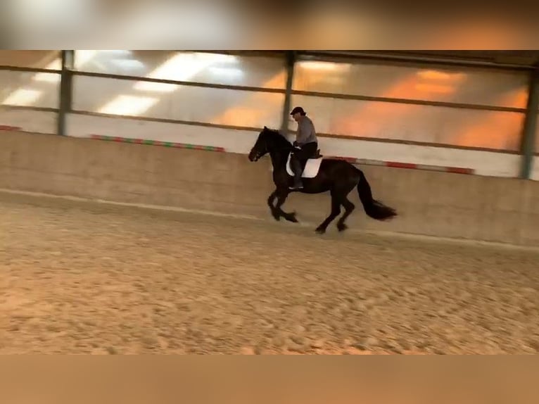 Friesian horses Gelding 8 years 15,3 hh Black in Asbach